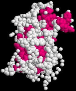 Human Growth Hormone (HGH) molecule.