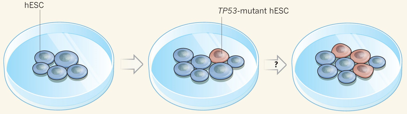 Cancerous cells complicate stem cell therapy.