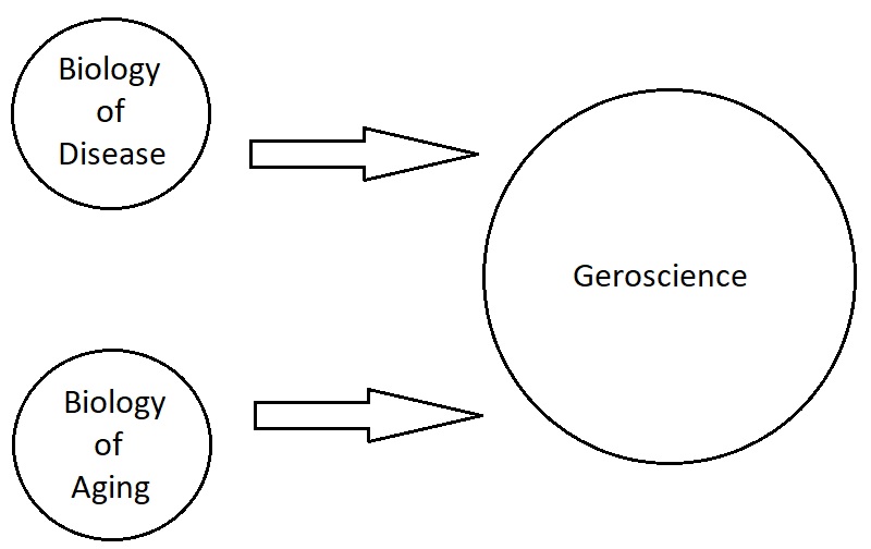 Geroscience is at the intersection between the biology of age-related chronic diseases and the basic biology of aging. 