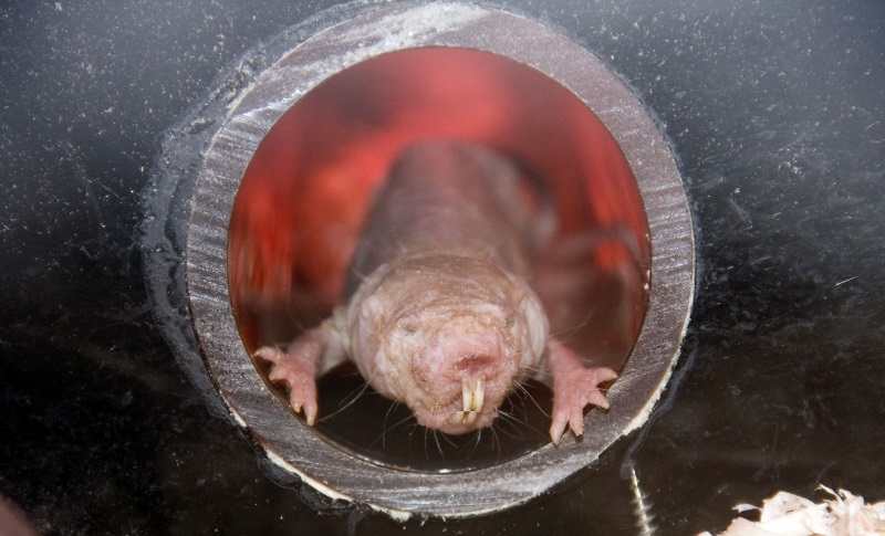 The naked mole rat - a " non-aging mammal "