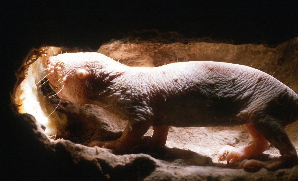 The naked mole rat, a "non-aging mammal"