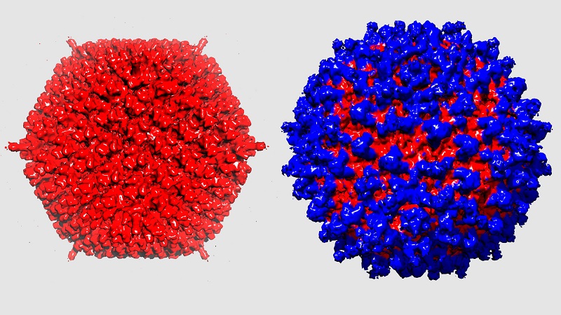 Virus re-engineered for cancer therapy. 