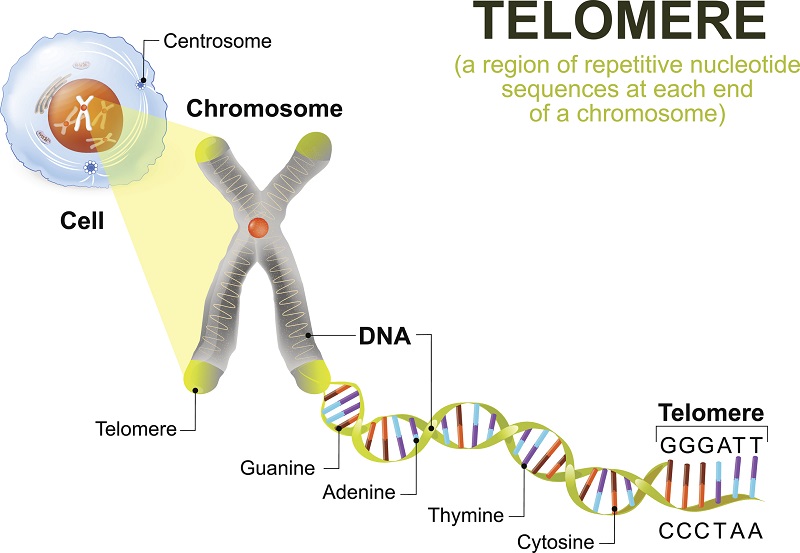 Telomere length and chronic diseases of aging.