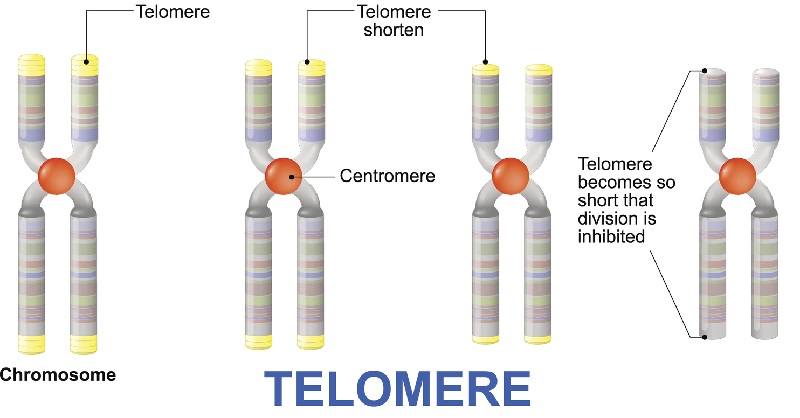 Telomere length shortens as we age.
