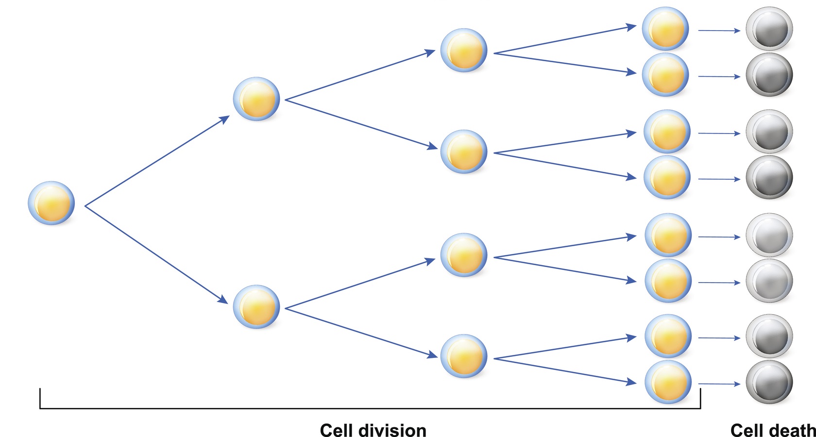 Telomere length shortens as we age until it can divide no further.