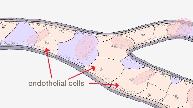 NMN Boosts NAD in aging endothelial cells. 