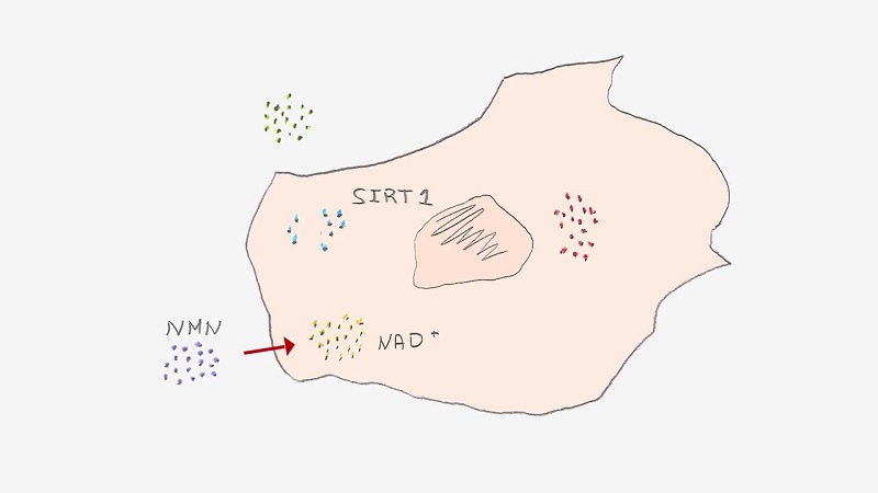 NMN boosts NAD in aging blood vessels according to Dr. David Sinclair.