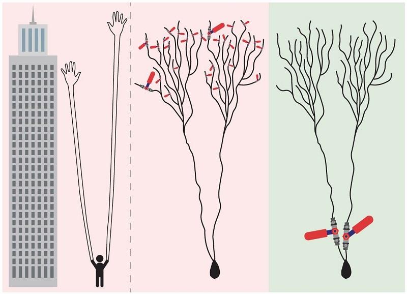 Dendrites ascend in importance at the expense of synapses in  the new model of how the brain learns.