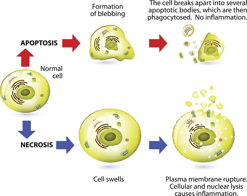 Apoptosis versus necrosis is a form of cell death. Structural changes Of cells undergoing necrosis or apoptosis. Schematic Representation Of The Process Apoptosis and necrosis. Apoptosis is triggered by normal, healthy processes in the body. Necrosis is cell death that is triggered by external factors or disease, such as trauma or infection.