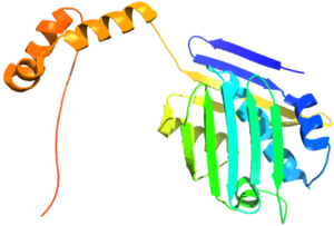 Heat shock protein wraps around unfolded proteins.